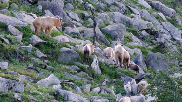 六不像到底是什么