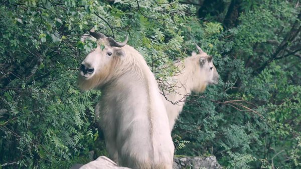 六不像到底是什么
