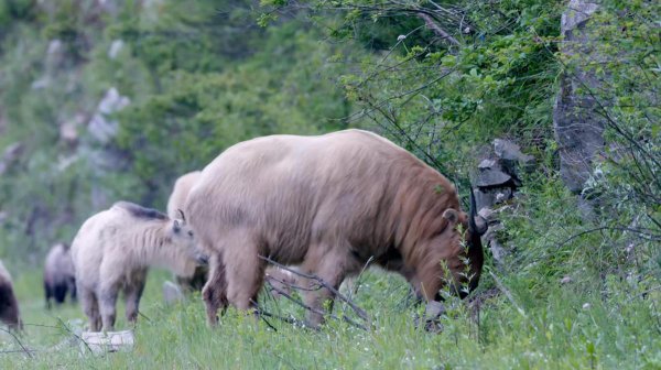 六不像到底是什么