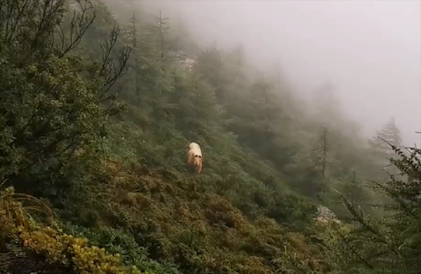 六不像到底是什么