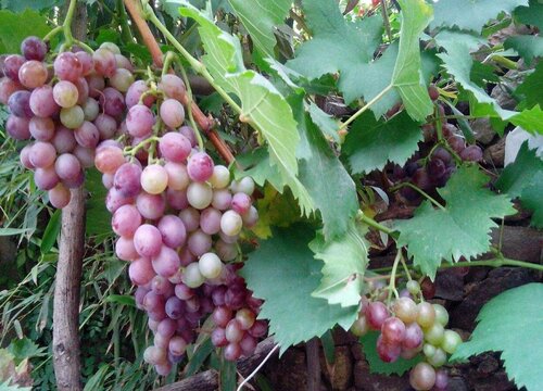 葡萄需要剪枝吗