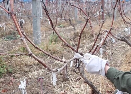 葡萄需要剪枝吗