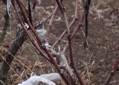 葡萄需要剪枝吗