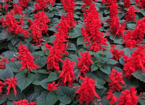 一串红播种后多久开花