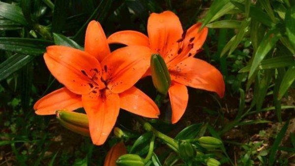 百合花怎么种植方法