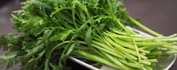 皇帝菜适合什么季节种植