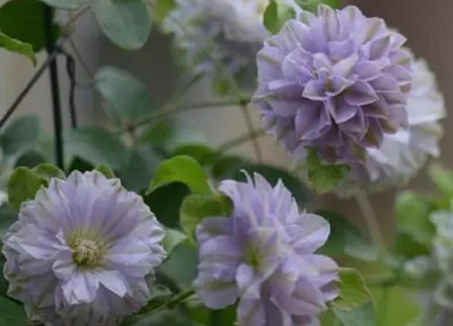 铁线莲最漂亮的品种排名