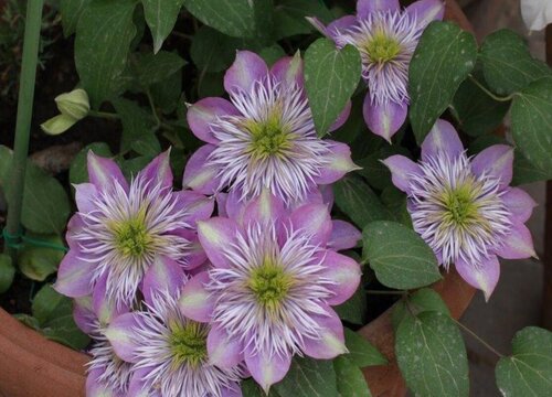 铁线莲最漂亮的品种排名