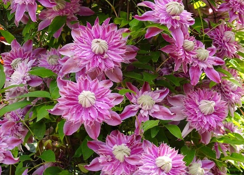 铁线莲最漂亮的品种排名