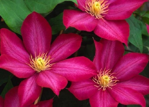 铁线莲最漂亮的品种排名