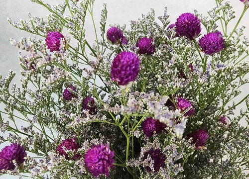 球形植物有哪些品种图片