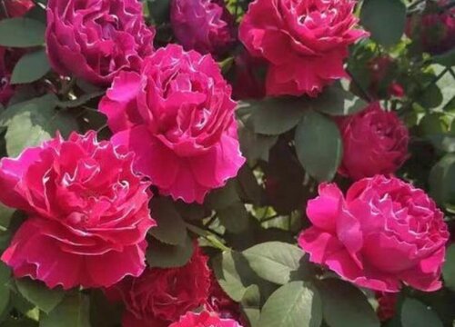 紫袍玉带一年开几次花