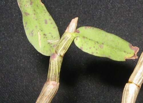 石斛黄叶是怎么回事 叶子发黄还能救活吗