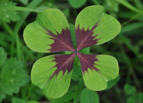 四叶草什么时候开花