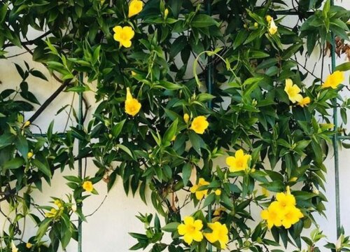 茉莉花叶子一碰就掉