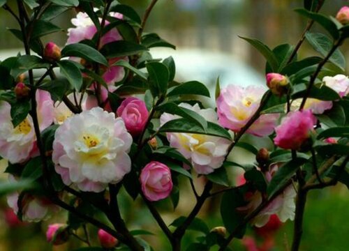 茶花花苞发黄凋落如何进行处理