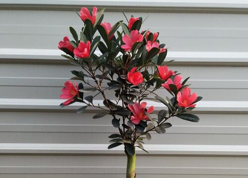 茶花花苞发黄凋落如何进行处理