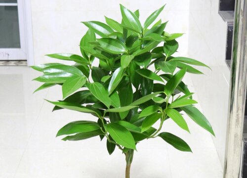 平安树施肥用什么肥料好