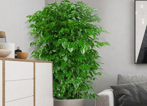 平安树施肥用什么肥料好