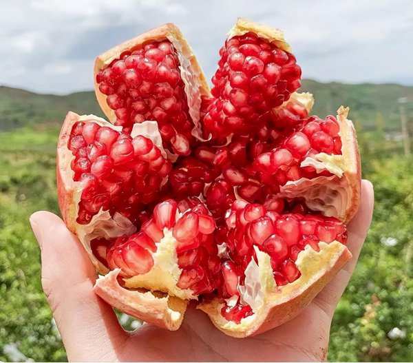 石榴的品种有哪些