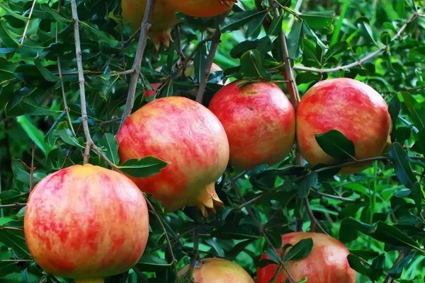 石榴的品种有哪些