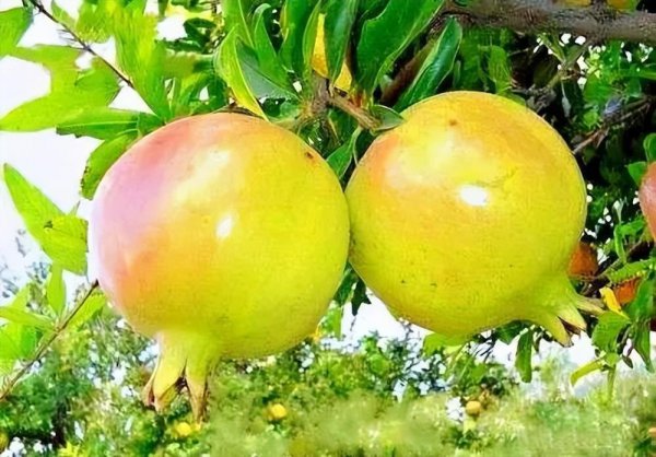 石榴的品种有哪些