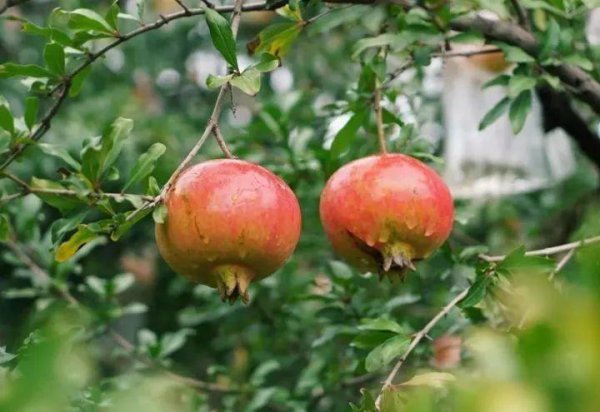 石榴的品种有哪些