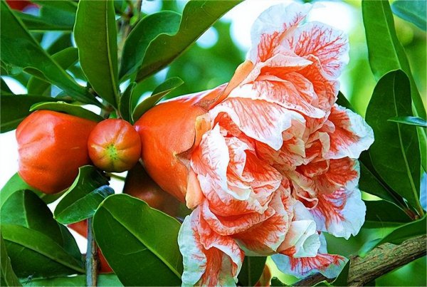 石榴的品种有哪些