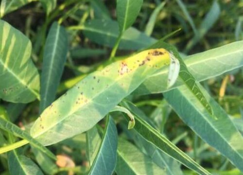 空心菜病虫害防治技术与方法