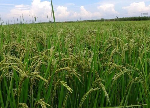 水稻一年可以种几次