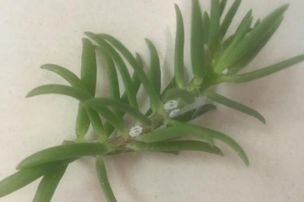 太阳花长了白色的小虫怎么办