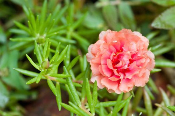 太阳花长了白色的小虫怎么办