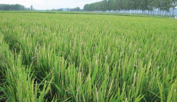 水稻穗颈瘟的防治方法