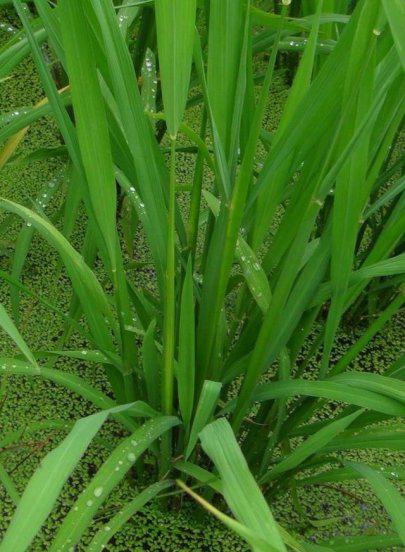 水稻穗颈瘟的防治方法