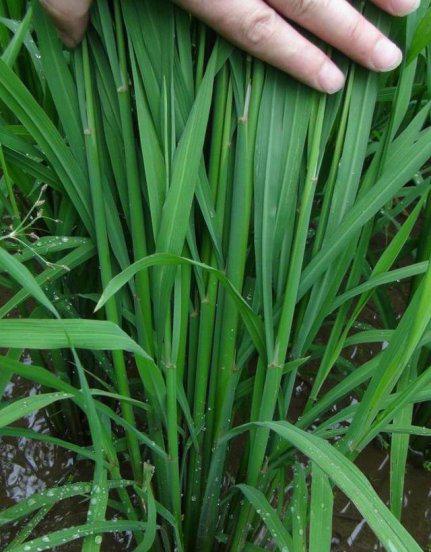 水稻穗颈瘟的防治方法