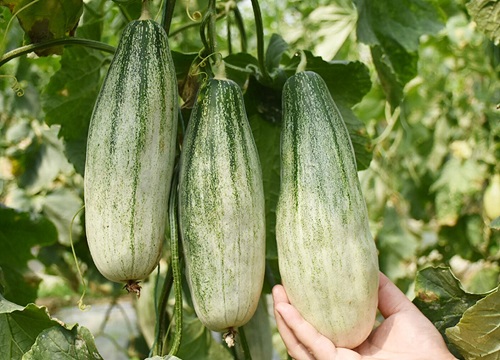 羊角蜜怎么剪枝