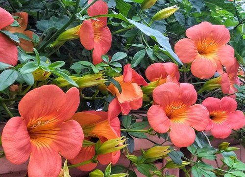 凌霄花适合种在什么地方