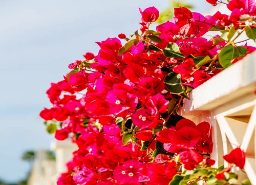 三角梅不开花是受哪些因素影响