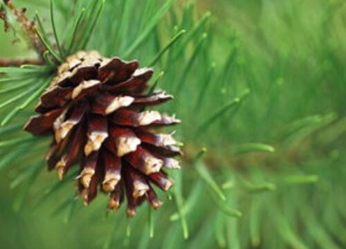 松树塔什么时候采摘