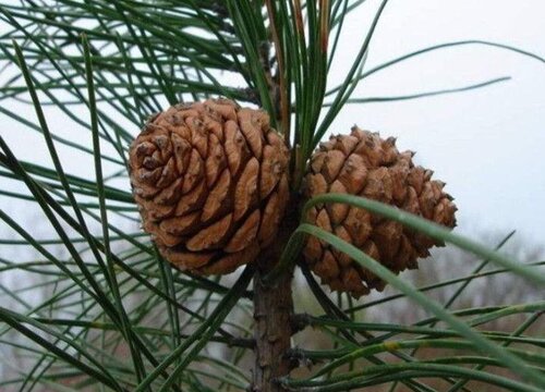 松树塔什么时候采摘