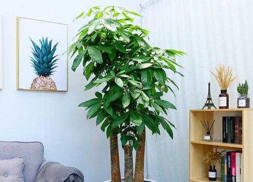 发财树放客厅大忌