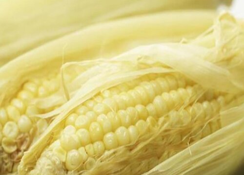 湿玉米怎么剥成玉米粒