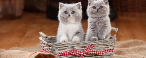 新手如何饲养布偶猫