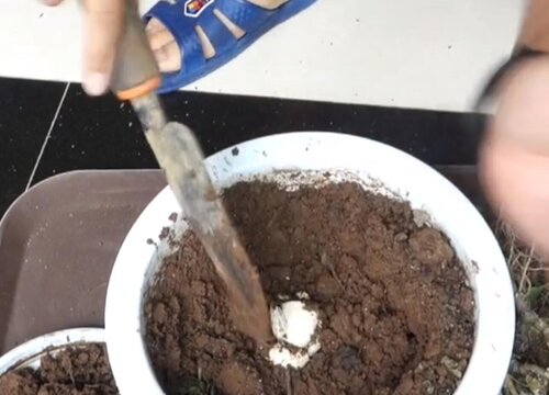 臭鸡蛋怎么养茶花生长快