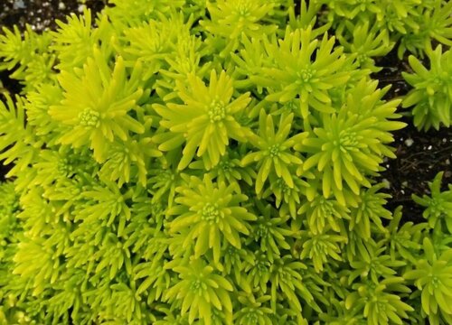 佛甲草怎么修剪