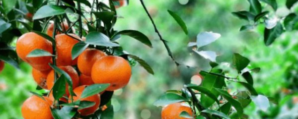 沙糖桔怎么养才长得好