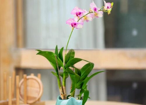 如何解决墨兰盆土出现上干下湿的情况