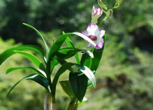 如何解决墨兰盆土出现上干下湿的情况