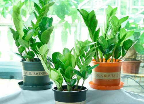 金钱树出现烂根该如何处理