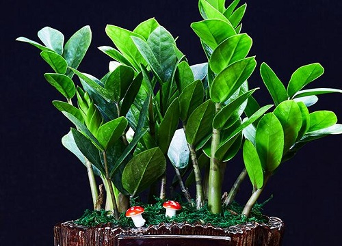 金钱树出现烂根该如何处理